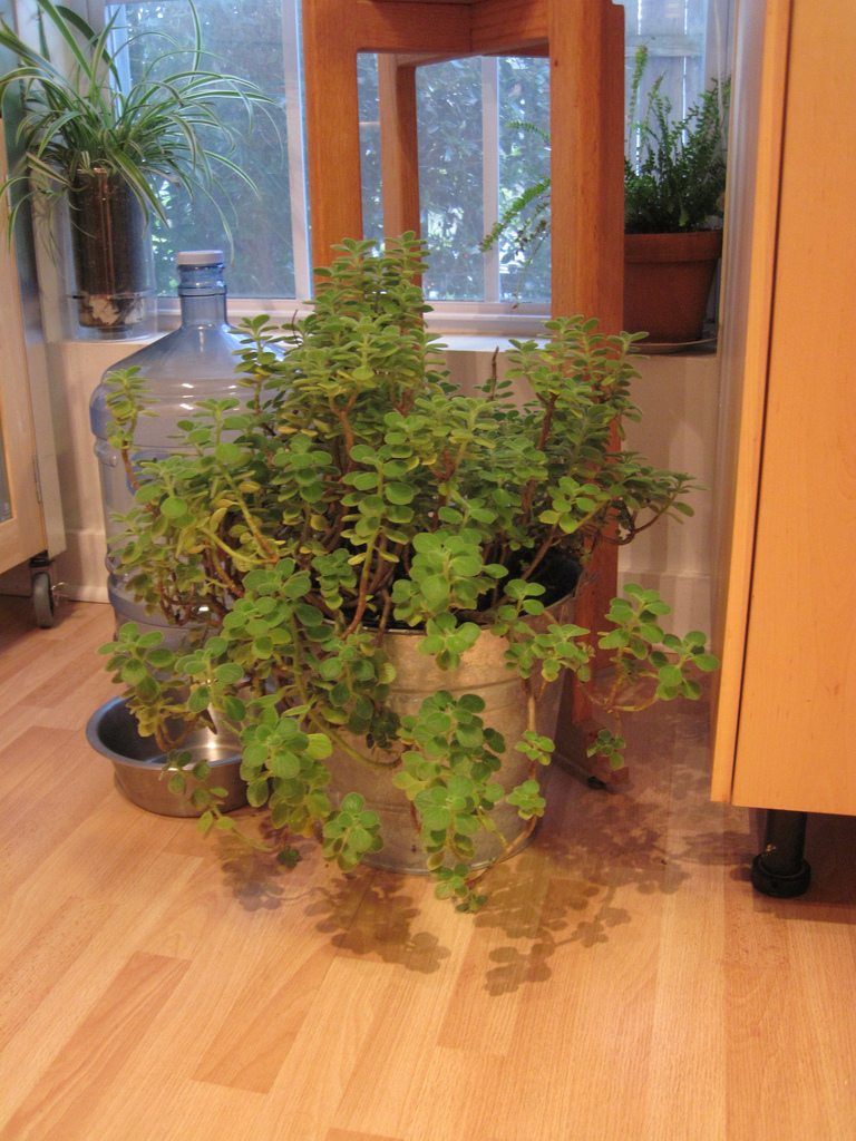 Cuban oregano